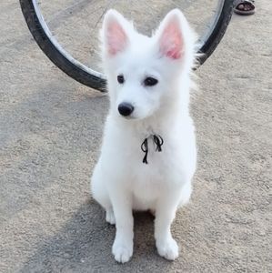 Pemorean pet